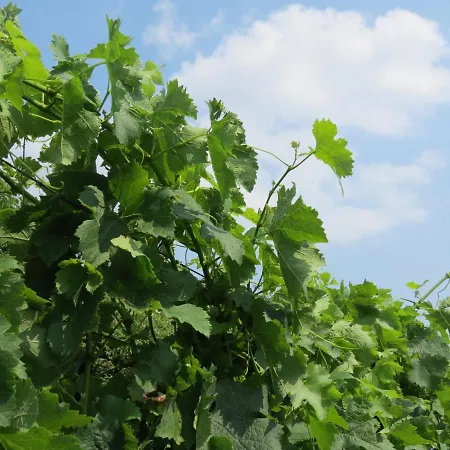Farma Marco Bergamo